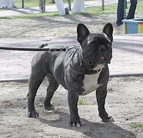 BLACK QUEEN IZ VESELOI SEMEIKI