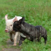 Black Kuin iz Veseloi Semeiki