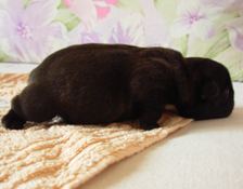puppies iz Veseloi Semeiki