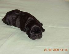 puppies iz Veseloi Semeiki