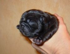 puppies iz Veseloi Semeiki