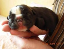 puppies iz Veseloi Semeiki