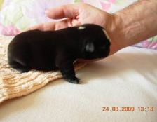 puppies iz Veseloi Semeiki