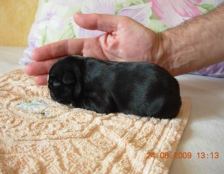 puppies iz Veseloi Semeiki