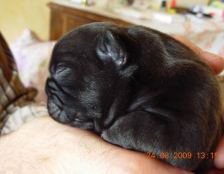 puppies iz Veseloi Semeiki