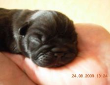puppies iz Veseloi Semeiki
