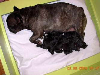 puppies iz Veseloi Semeiki