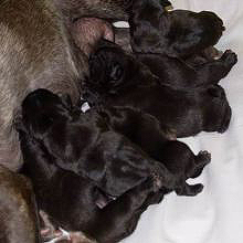 puppies iz Veseloi Semeiki