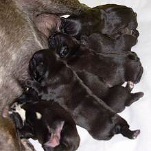 puppies iz Veseloi Semeiki