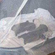 puppies iz veseloi semeiki