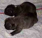 puppies 