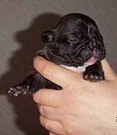 puppies 