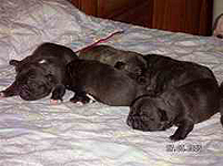 puppies 
