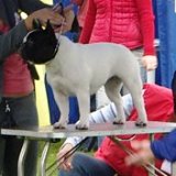 Gzhel' iz Veseloi Semeiki