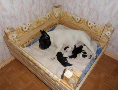 GZHEL' IZ VESELOI SEMEIKI