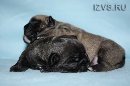 puppies iz veseloi semeiki