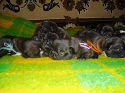 puppies 