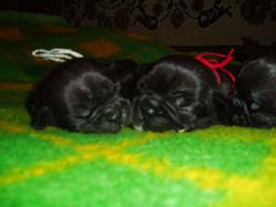 puppies