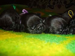 puppies 