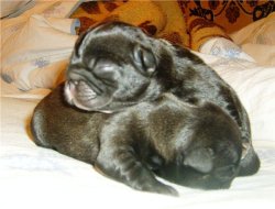 puppies iz Veseloi Semeiki