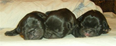 puppies iz Veseloi Semeiki