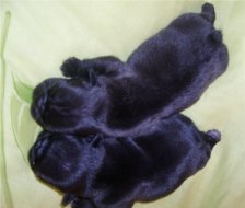puppies iz Veseloi Semeiki
