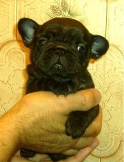puppies iz Veseloi Semeiki