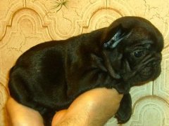 puppies iz Veseloi Semeiki