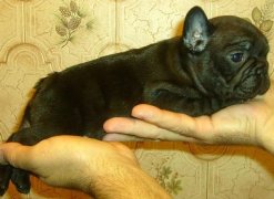 puppies iz Veseloi Semeiki