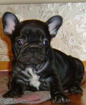 puppies iz Veseloi Semeiki