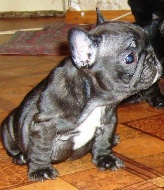 puppies iz Veseloi Semeiki