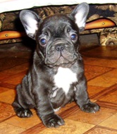 puppies iz Veseloi Semeiki