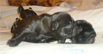 puppies iz Veseloi Semeiki