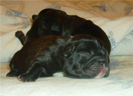 puppies iz Veseloi Semeiki