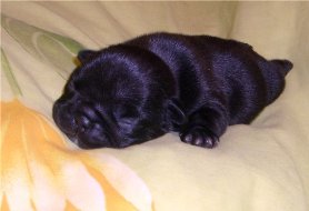 puppies iz Veseloi Semeiki